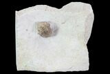 Detailed, Long Kainops Trilobite - Oklahoma #95712-2